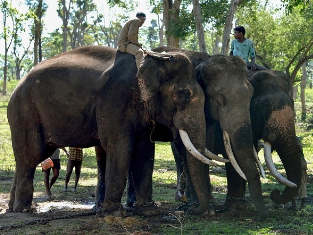 Three chained Indian work elephants